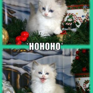 funny-pictures-its-santa-cat