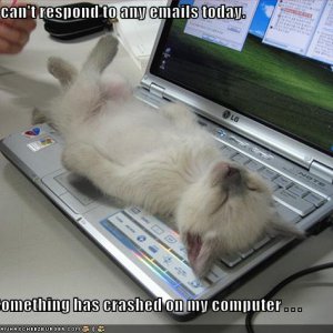 funny-pictures-kitten-crashed-laptop