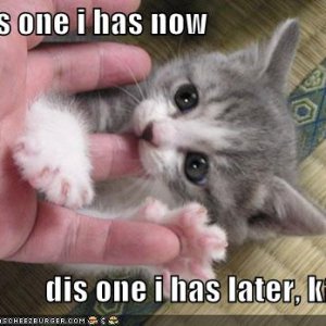 funny-pictures-kitten-eats-finger-later