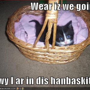 funny-pictures-kitten-handbasket1