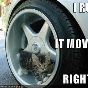 funny-pictures-kitten-in-car-wheel