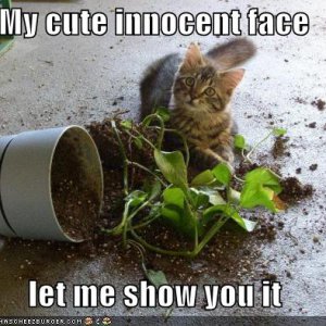 funny-pictures-kitten-plant-innocen-face