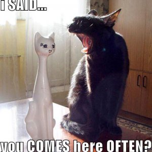 funny-pictures-loud-cat-pickup-line