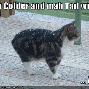 funny-pictures-no-tail-cat