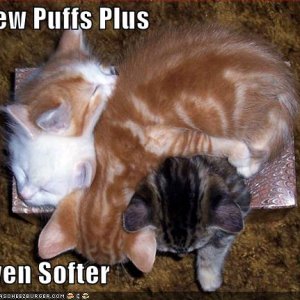 funny-pictures-soft-kittens-tissue-box