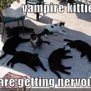 funny-pictures-vampire-cats-shade-sunlight