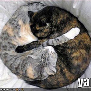 funny-pictures-yin-yang-cats