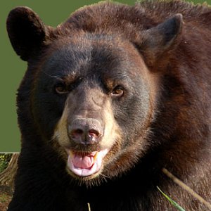 black-bear