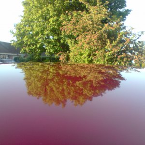 Reflection Of Tree