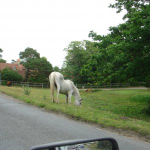 Convoy through New Forest to Beaulieu