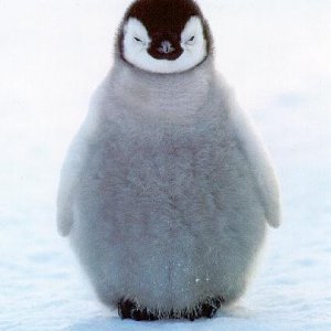 penguin-chick