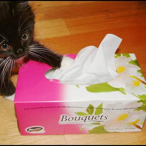 all-you-need-for-a-kitten-tissue