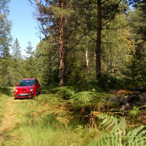 Red Sport, Green Forest