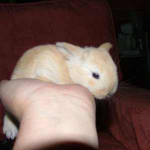 ginger on my hand