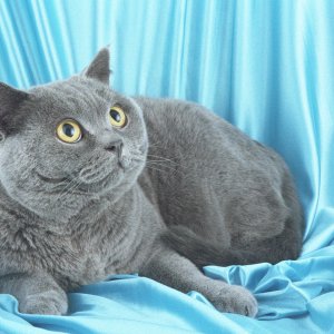 British_Shorthair_7