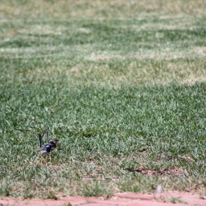 Blue Wrens