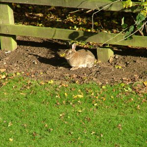 hotel rabbits from ff xmas meal 2010