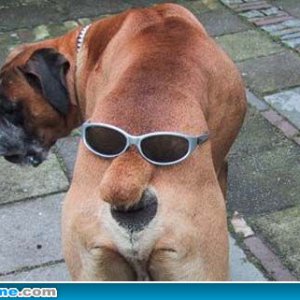 funny-dog-picture-ass