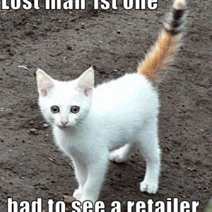 cat1