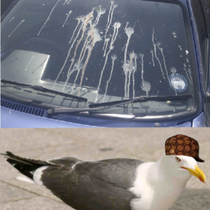 scumbag seagulls