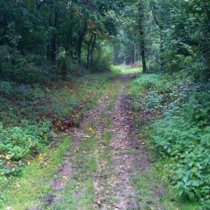 Grovely Wood